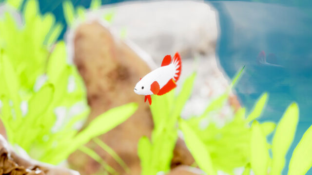 Hình ảnh trong game Fish Game Betta Fish Pack 1-TENOKE