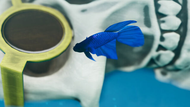 Hình ảnh trong game Fish Game Betta Fish Pack 1-TENOKE