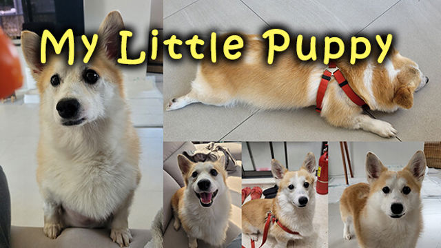 Tải game My Little Puppy-TENOKE Tải game My Little Puppy-TENOKE