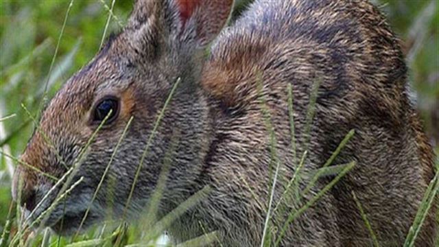 Tải game Warhammer 40000 Dawn of War Definitive Edition-FLT Tải game Warhammer 40000 Dawn of War Definitive Edition-FLT